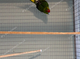 Male kakariki for sale or looking for female