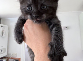 7 kittens