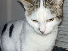 smudge
