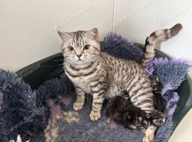 Pedigree British kittens
