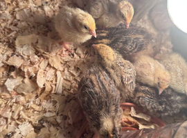 Jumbo Quail chicks