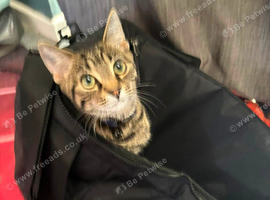 Ozzy Domestic Shorthair X Maine Coon