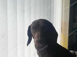 Miniature dachshund