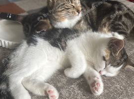 2 beautiful little boys