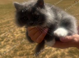 Absolutely stunning extremely fluffy grey and white Persian girl