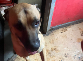 Cane corso cross German shepherd