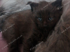 Maine Coon