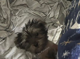 15 week girl pedigree Yorkie girl