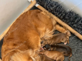 Beautiful KC registered Cocker Spaniels