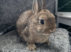 Netherland dwarf babies