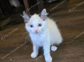 Pedigree ragdoll kitten