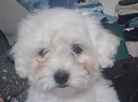 Sweet Maltese puppy's