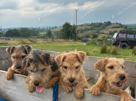 Lakeland Terrier pups