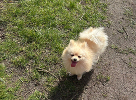 Beautiful white Pomeranian female