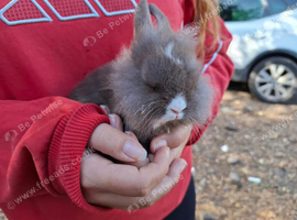 Male and female lionhead