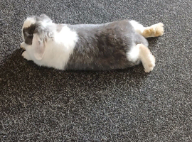 Lovely 6mth old grey and white female