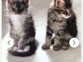 Main coon