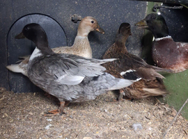 Call duck haching egg
