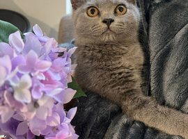 Beautiful British Shorthair kittens