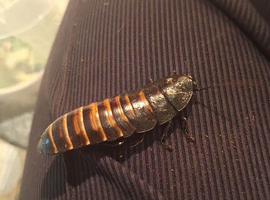 5 adult hissing cockroaches and lots of babies