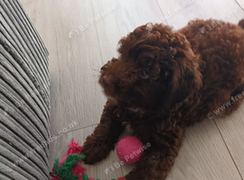 1 chocholate boy left F1b cockerpoo