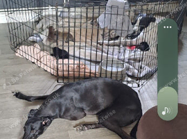 Saluki gray