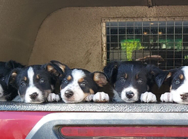 8 weeks old border collie pups