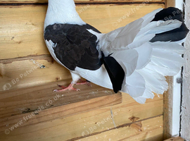 2 young fantail