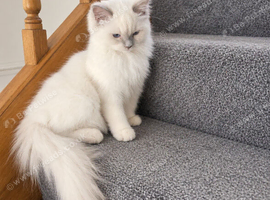 Gccf show breed lilac mitted eu boy