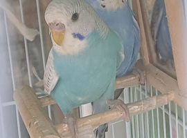2 bonded young cock budgies