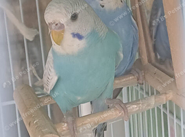Bonded pair of cocks