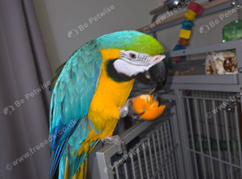 8 years Macaw