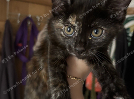 Siamese mixed kittens