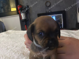 3 puppies ready from 24th October