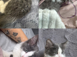 Half Ragdoll Kitten