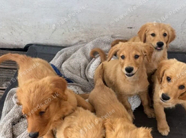 Golden Retriever Puppies &ndash; 3 Boys Remaining.