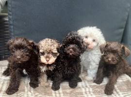Tiny Beautiful Schnoodle Puppies
