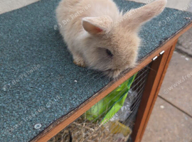 Mini lop/ lion head mix baby