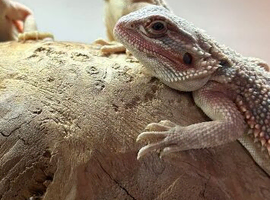 Baby hypo bearded dragons