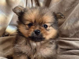 Pomeranian puppies
