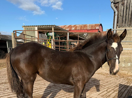 Black AQHA filly foal