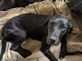 Labrador and Lurcher puppies