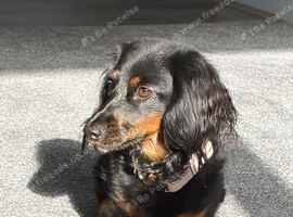2 yo Mini Long Haired Dachshund