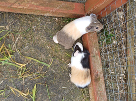 2 x baby boys guinea pigs