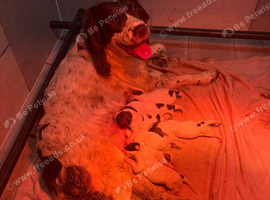 English Springer Spaniel puppies KC registered.