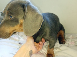 Blue and Tan 5months old female miniature dachshund
