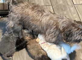 imperial shih tzu