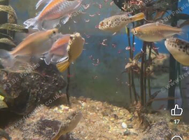 Spotted Congo puffers