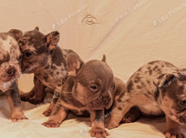 Gorgeous French bulldogs