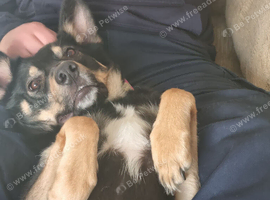 German shepard cross collie